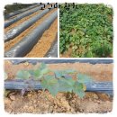 수촌농장 이미지