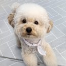 맛있개 건강하개 이미지