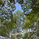 도봉-도봉-서울도봉-2002 | 도봉구 도봉산 광륜사(20250909)