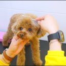 옐레드 애견유치원&애견호텔 부산용호점 이미지