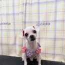 탱스땡스 이미지