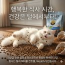 페르시안 캣 | 페르시안 브리티쉬 털 관리, 웰츠 캣 헤어볼 케어 내돈내산 솔직 급여 후기