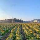 속삭이는 민박 이미지