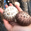 반암농장 이미지