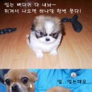 6486 Daum카페