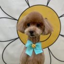 복탄산수 이미지