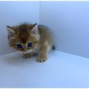 도그플레이스 이미지