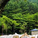 그린필로우 이미지