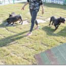 우리켄넬 이미지