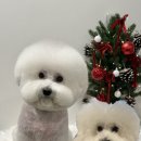 밤스(BAM'S) 강아지 미용실 이미지