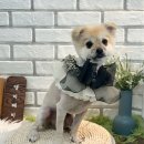 댕이 데이 이미지