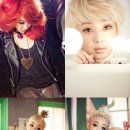빨강고양이 이데일리