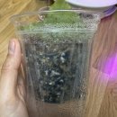 신아유통 | [식물일기] 식목일 기념 더그린가든센터 방문 후기와 간단 근황(병풀/포켓러브/알로카시아/나비란...