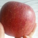 과일야채싸게파는집 - 3556 | 과일야채싸게파는집