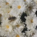 황산경로당 이미지