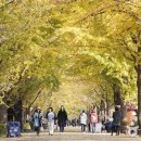 은행나무길 이미지