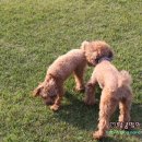 띵가띵가 이미지