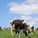 상대목장 이미지