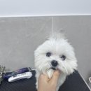 퓨어멍 이미지