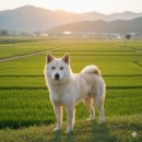 개꿈꾸는 고양이 이미지