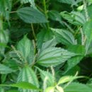 자연그리 이미지