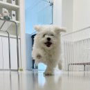 원 그루밍 이미지