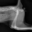 Dr.dog동물의료센터 | 고양이 대퇴골 경부 골절 수술 후 6주째 발생한 대퇴골두 급성 골융해: 핀 고정술 후 비전형적 합병증 사례