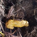 청와대목장 이미지