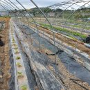 세심촌가 이미지