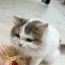 꽃댕이 멍집사 이미지