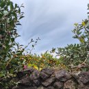 동백자연에너지 | 내면만나기) 제주에서 느낀 자연 에너지