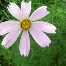 소백산통나무펜션 민박 이미지