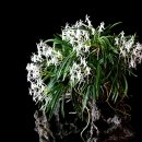 풍란(소엽풍란) 이미지