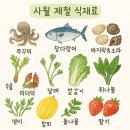 굿뽑기 | 곡반정동 성진 수산-봄 제철 쭈꾸미 샤브샤브