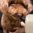 퍼피온리 이미지