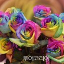 꽃세계 이미지