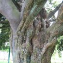 상만리 비자나무 이미지