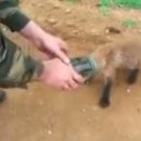 여우사람 이미지