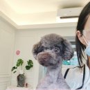 초코퍼피 애견미용실 이미지
