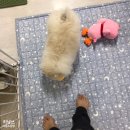 여니네 펫공방 | [디팡 펫플레이 매트] 슬개골 탈구 예방/완화를 위한 반려동물용 미끄럼방지 양면 폴딩 매트