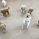 댕구르강아지유치원 이미지