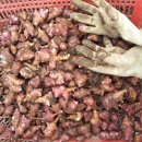 Re:자색돼지감자 효능, 먹는 법 이미지