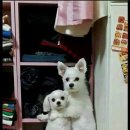 종가닭칼국수 이미지