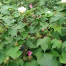 생진식육가든 이미지