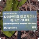 금원비아 | 세종 가볼만한 곳 국립세종수목원 궁궐정원 아라홍련, 사계절전시온실 피터래빗 비밀의 정원 관람 후기