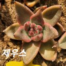 제우스 이미지