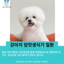 금빛동물수술센터 | 암컷 강아지 중성화 수술 후기 [올림픽 동물의료센터]