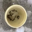 금화애견 이미지