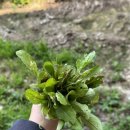 매화목장 이미지