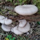 자연산 느타리버섯과 민자주 방망이 버섯 몇 개 이미지
